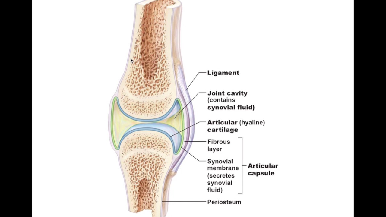 a SYNOVIAL JOINT